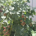 Karaagac