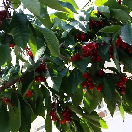 아파트호텔 Karaagac 3*