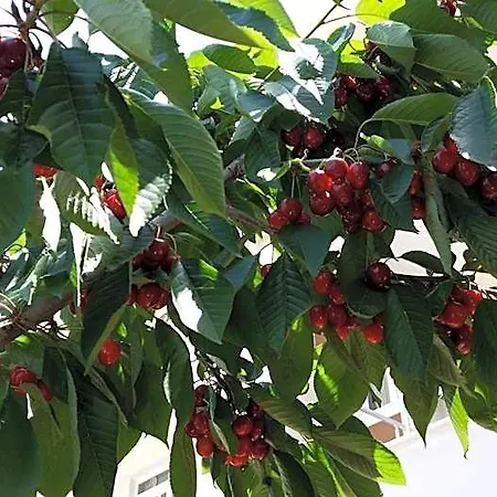Lägenhetshotell Karaagac Edirne